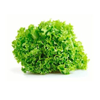 Lechuga marina verde - Unidad