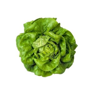 Lechuga milanesa - Unidad