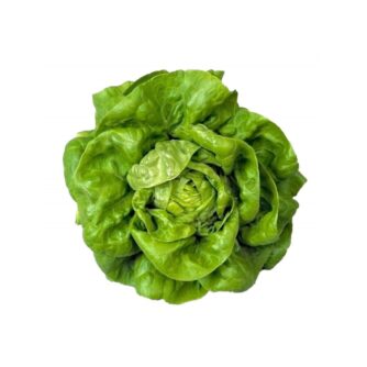 Lechuga milanesa - Unidad