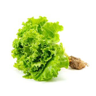 Lechuga hidropónica – Unidad