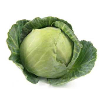 Repollo liso - Unidad