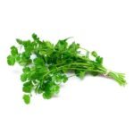cilantro