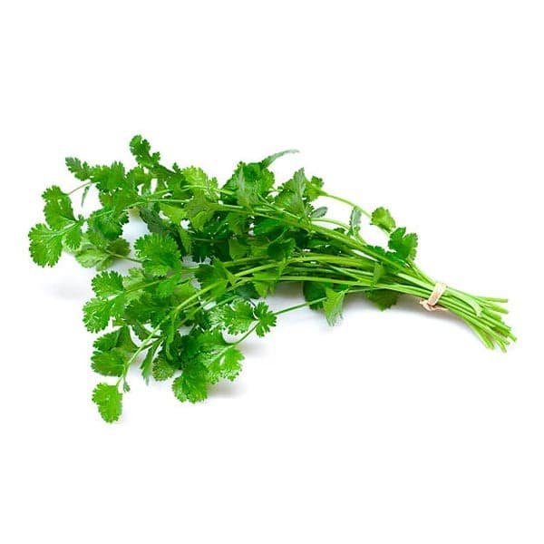 cilantro