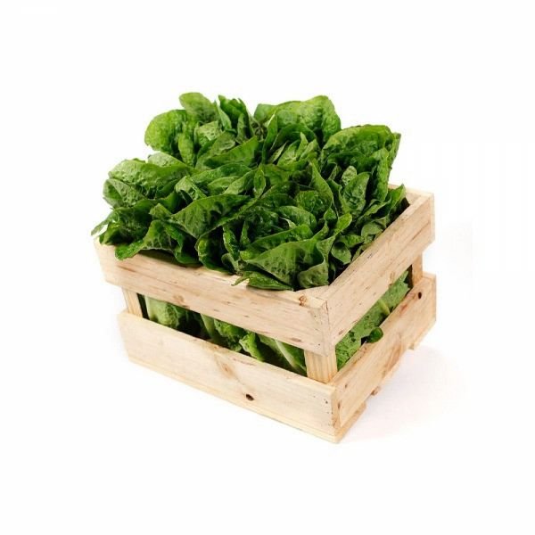 Caja lechuga costina